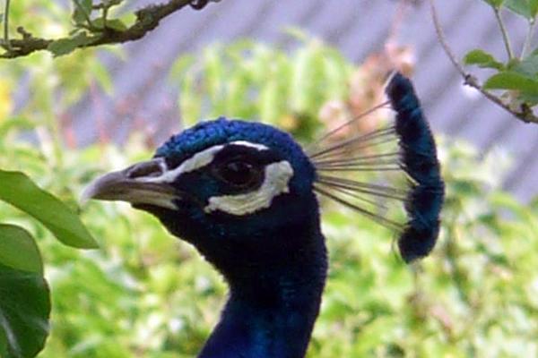 10. Catherine spotted the peacock.jpg